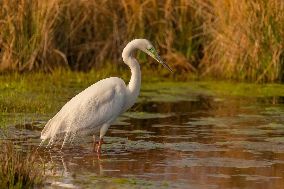 Frankreich,Somme,Baie de Somme,Le Crotoy,Crotoy Marsh,Silberreiher (Ardea alba) im Hochzeitsgefieder beim Fischen