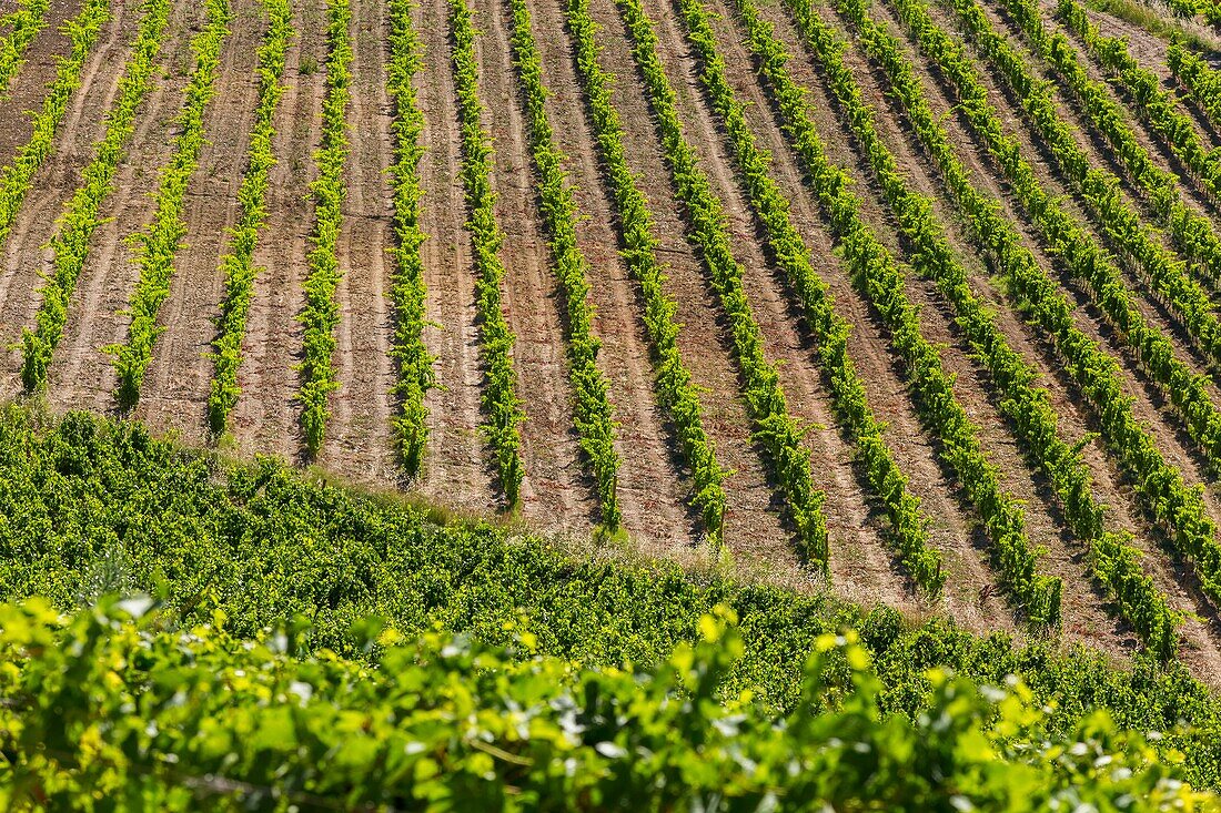 Frankreich,Vaucluse,der Weinberg des Weinguts Coyeux