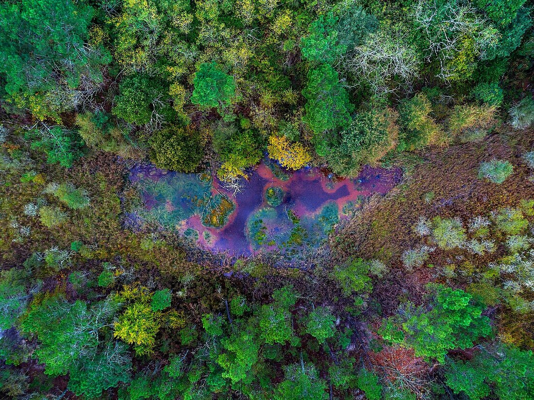 Frankreich,Landes,Arjuzanx,das auf dem Gelände eines ehemaligen Braunkohleabbaus entstandene nationale Naturschutzgebiet von Arjuzanx beherbergt jedes Jahr Zehntausende von Kranichen (Grus grus) während der Überwinterung (Luftaufnahme)