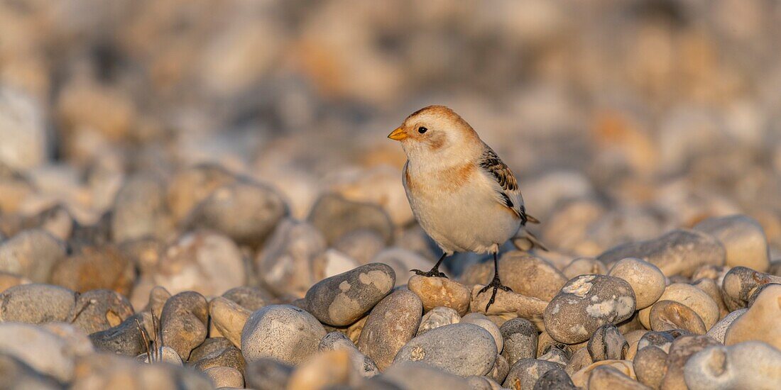 Frankreich,Somme,Baie de Somme,Le Hourdel,Schneeammer (Plectrophenax nivalis) auf Kieselsteinen bei der Rast in Le Hourdel