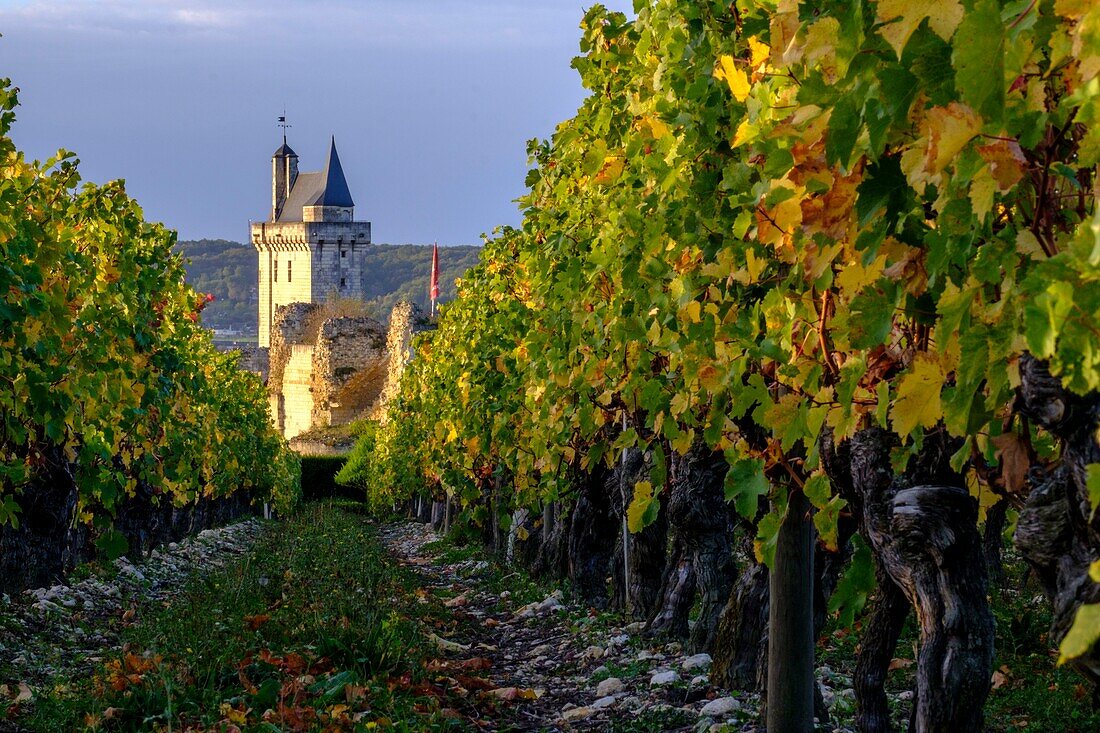 France,Indre et Loire,Loire Valley listed as World Heritage by UNESCO,the vineyard of Chinon and in the background the Castle of Chinon