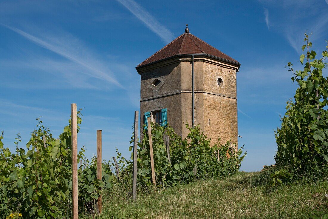 France,Jura,Arbois,the Canoz tower in the middle of the vineyards
