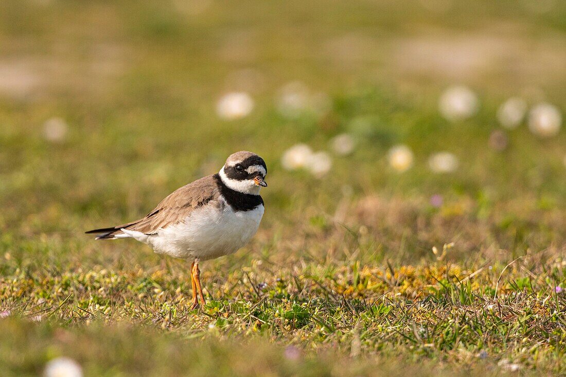 Frankreich,Somme,Cayeux sur Mer,Flussregenpfeifer (Charadrius hiaticula) bei Ault