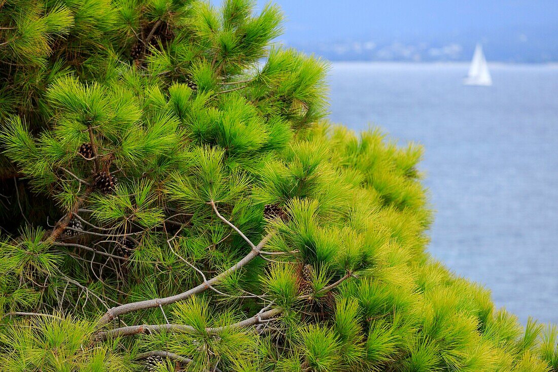 France,Corse du Sud,Ajaccio