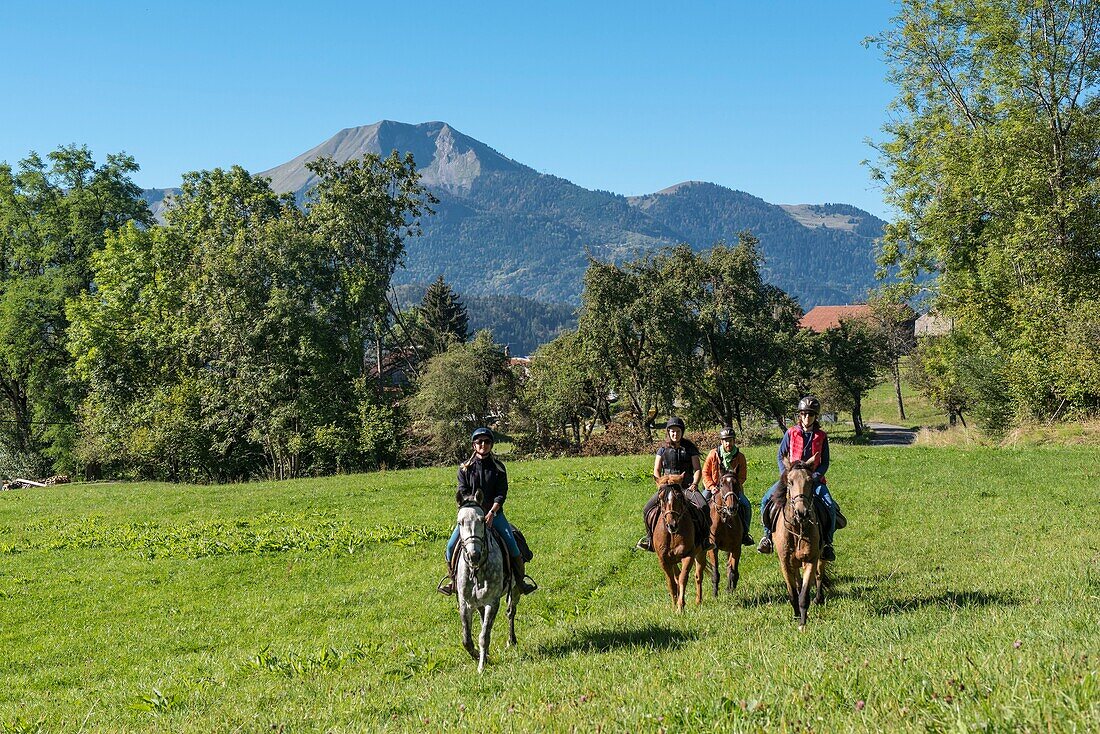 France,Haute Savoie,Mieussy,horse riding along the Giffre from Sommand,in the pastures and the Mole mountain (1863m)