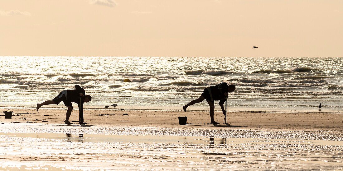 France,Somme,Ault,fishermen use a pump to suck and catch the bloodworms that will be used as bait for fish in angling