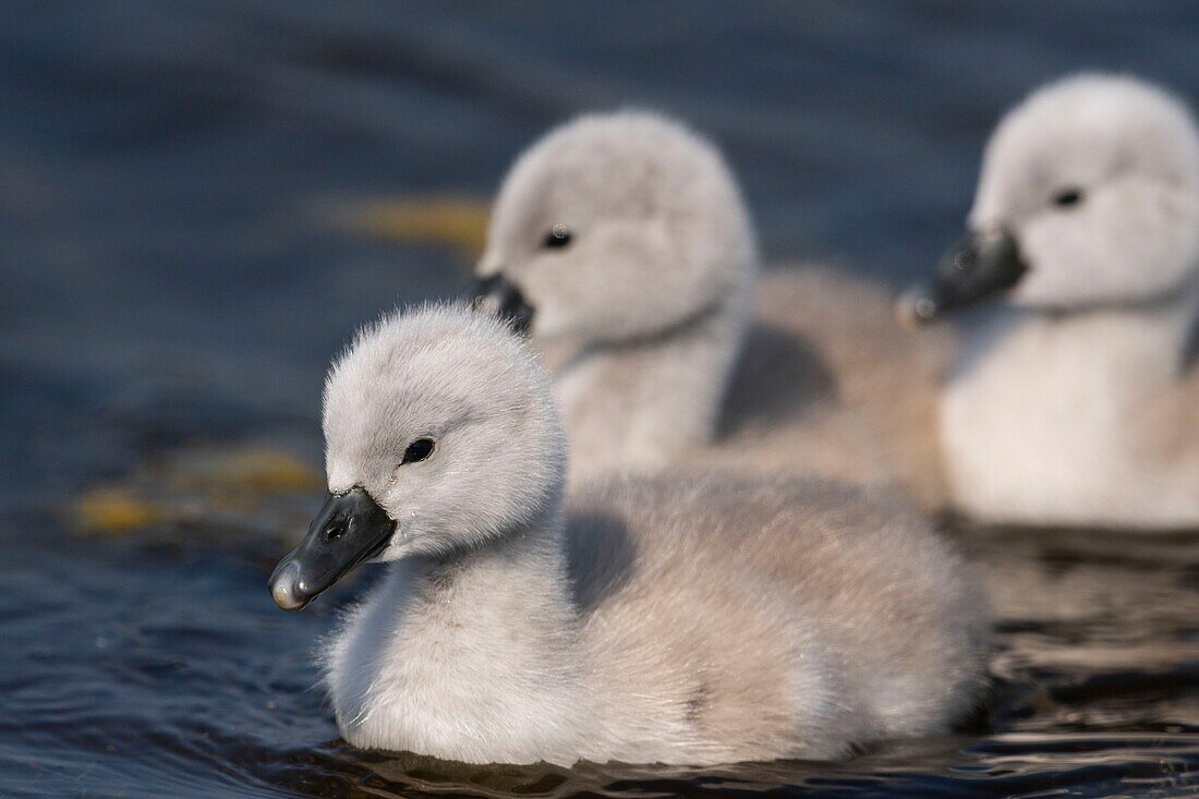 France,Somme,Somme Bay,Crotoy Marsh,Mute Swan Family (Cygnus olor - Mute Swan) with babies