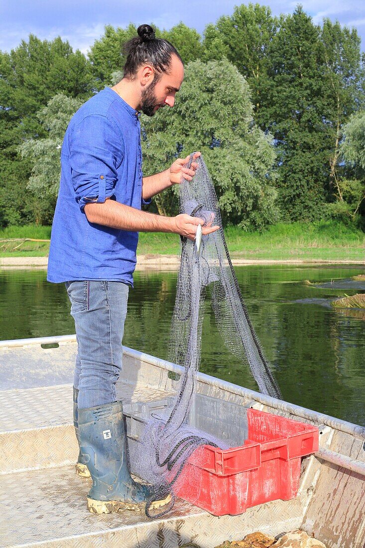 Frankreich,Indre et Loire,Loire-Tal von der UNESCO zum Weltkulturerbe erklärt,Blois,Julien Quesneau (Berufsfischer und Gründer von La Bourriche aux Appetits) beim Fischen an der Loire