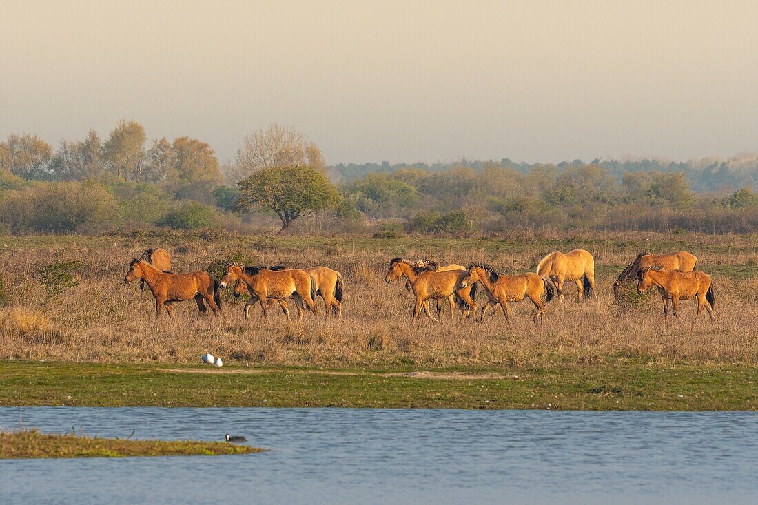 France,Somme,Baie de Somme,Le Crotoy,Henson horses in the Crotoy marsh in the Baie de Somme,this rustic and well adapted horse race was created by the breeders of the Baie de Somme