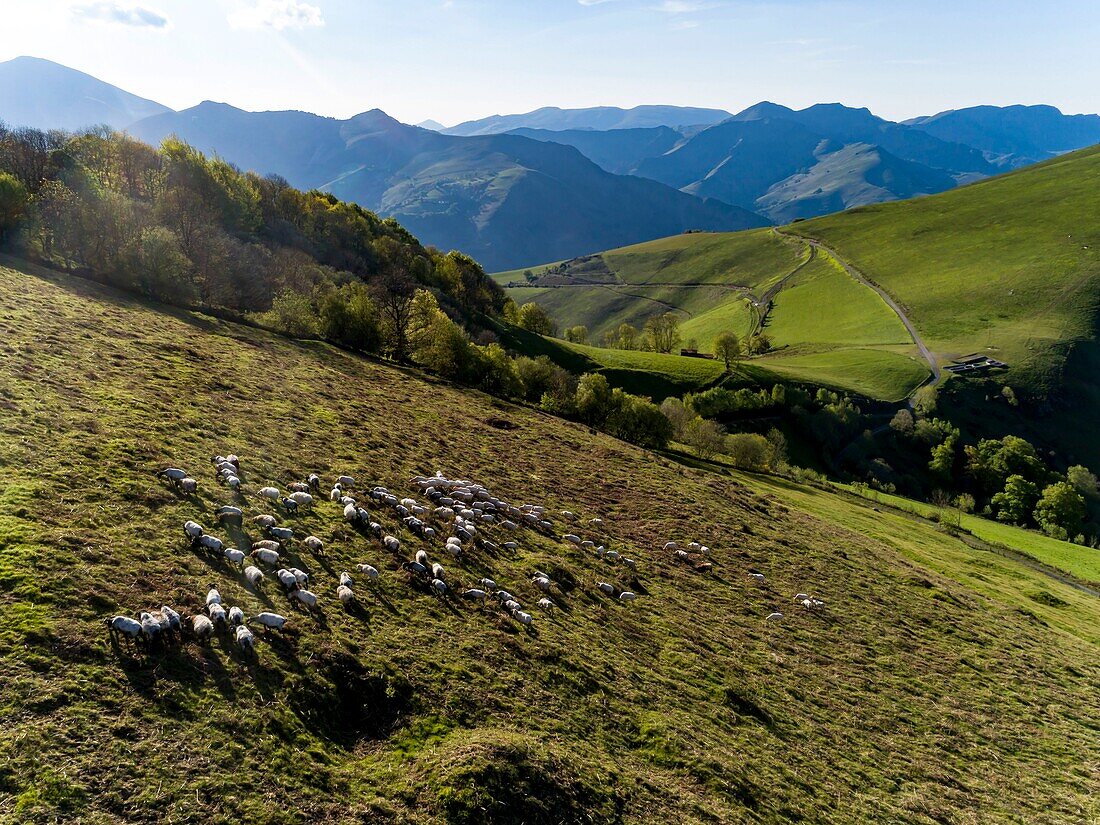 France,Pyrenees Atlantiques,Basque country,Saint Etienne de Baigorry region,landscapes,flock of sheep