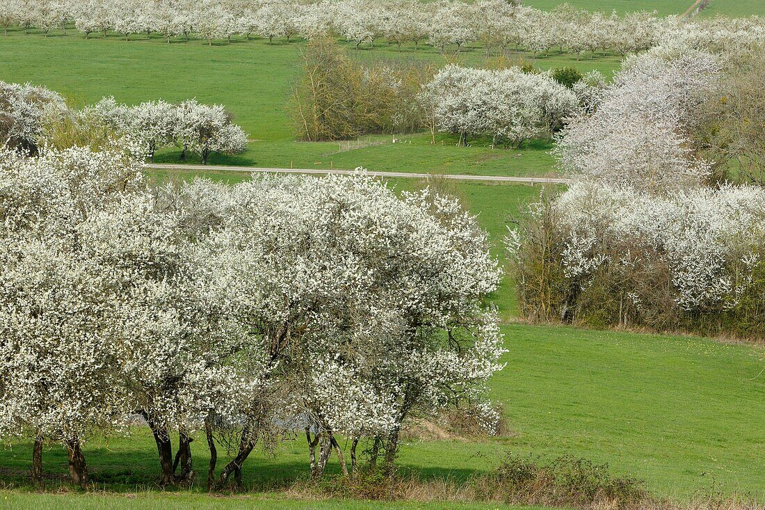 France,Meurthe et Moselle,Cote de Toul,Boucq,cherry plum trees in bloom