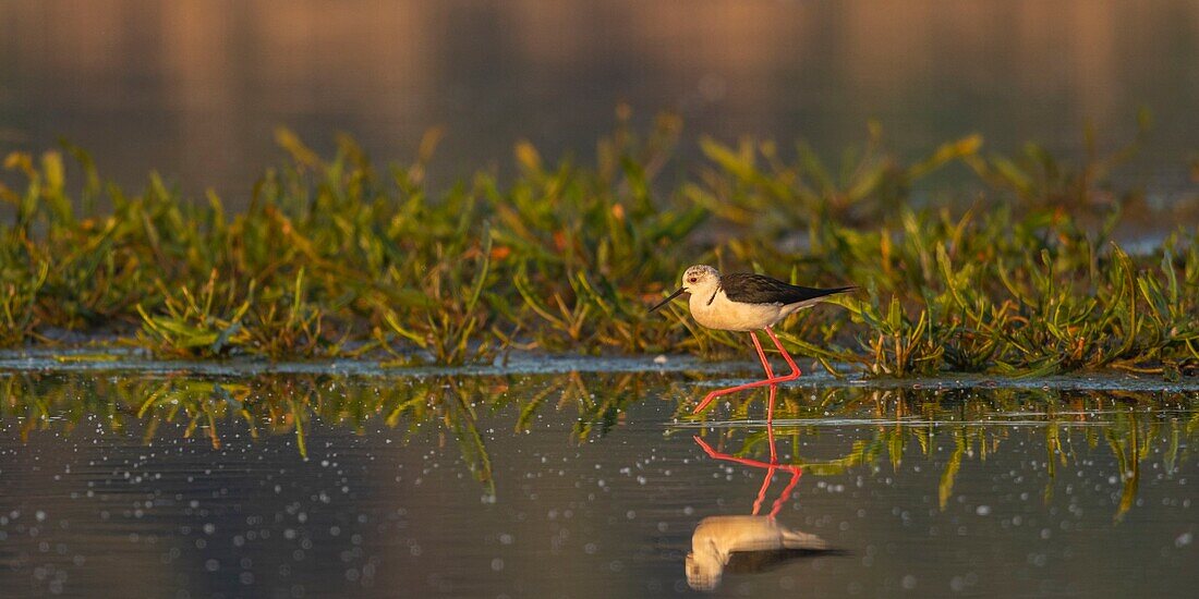 Frankreich,Somme,Baie de Somme,Naturreservat der Baie de Somme,Le Crotoy,Weißer Stelzenläufer (Himantopus himantopus Black winged Stilt)