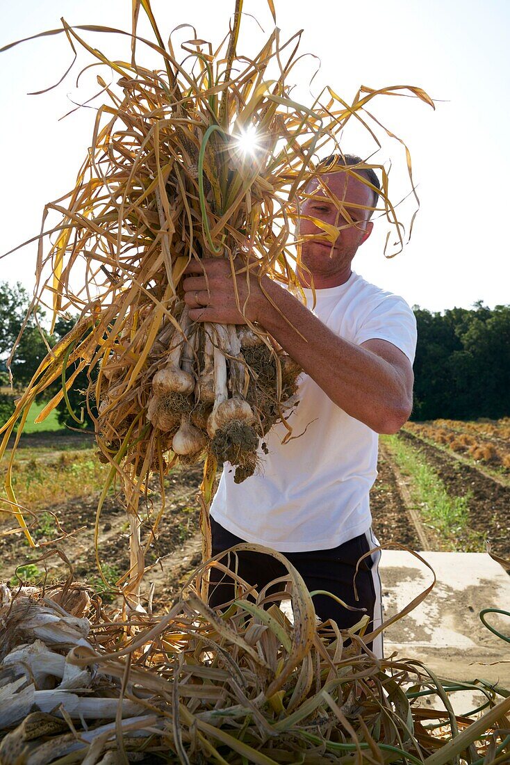 France,Tarn,Lautrec,Gael Bardou,producer of pink Garlic Lautrec and President of the Red Label Defense Association and IGP pink garlic Lautrec,after the passage of mechanized machinery,harvesting garlic boots is done manually