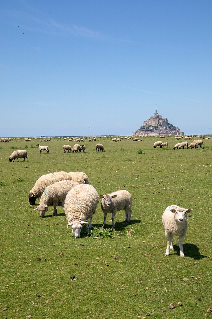 Frankreich,Manche,Bucht von Mont Saint-Michel,von der UNESCO zum Weltkulturerbe erklärt,Schafe auf den Salzwiesen in der Bucht von Mont-Saint-Michel