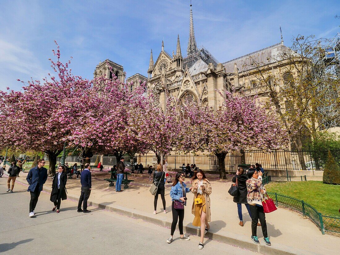 Frankreich,Paris,Weltkulturerbe der UNESCO,Ile de la Cite,Kathedrale Notre Dame,3 Stunden vor dem schrecklichen Feuer, das den ganzen Rahmen verwüsten wird