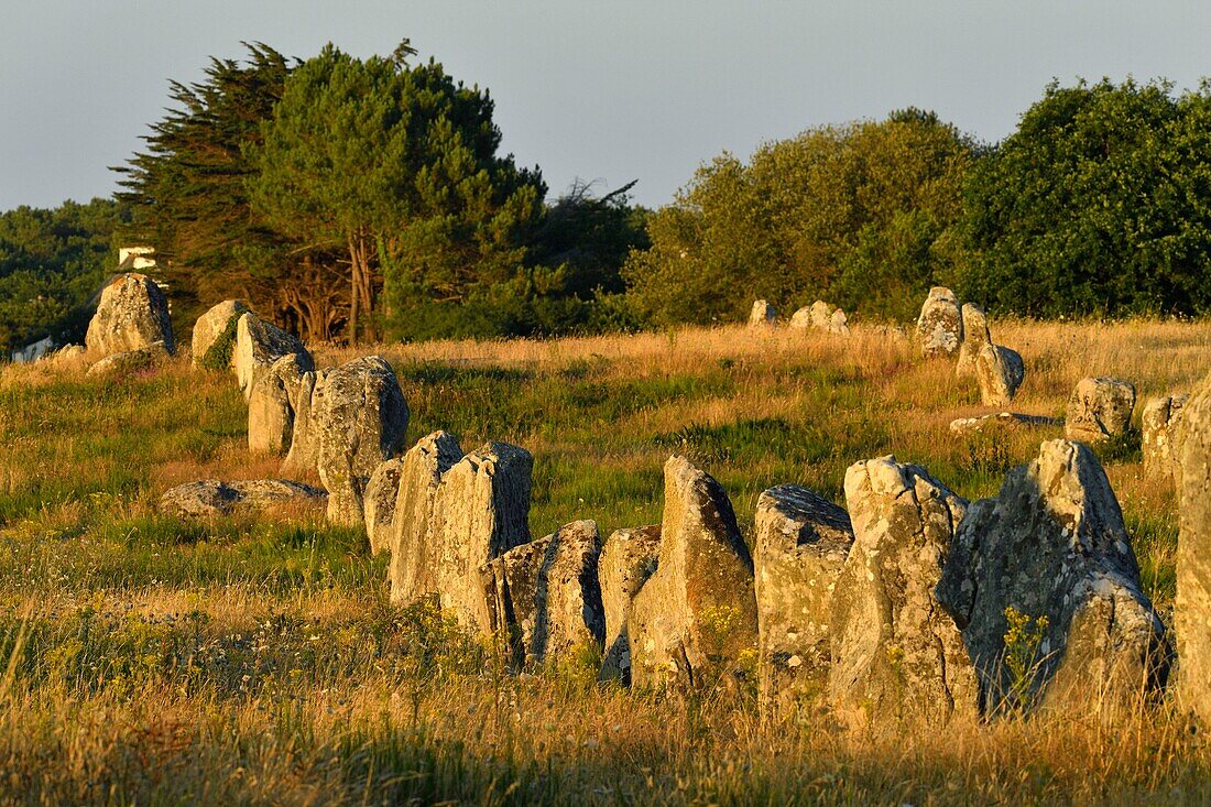 France,Morbihan,Carnac,megalithic site of Menec