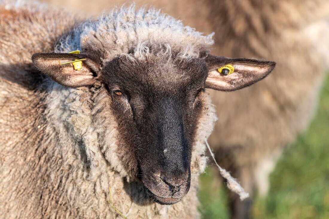 France,Somme,Baie de Somme,Le Crotoy,salt meadow sheep in the Baie de Somme in spring,at this time of year,sheep still have their wool and lambs are still small,a few goats accompany the flock to guide him in the meadows