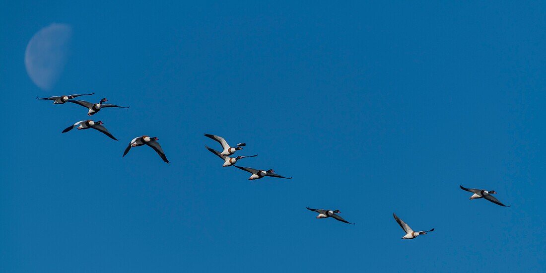 France,Somme,Baie de Somme,Natural Reserve of the Baie de Somme,Le Crotoy,winter,passage of Common Shelduck (Tadorna tadorna ) in the sky of the nature reserve