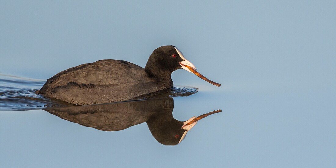 Frankreich,Somme,Baie de Somme,Le Crotoy,Crotoy Marsh,Blässhuhn (Fulica atra) beim Nestbau im Frühjahr