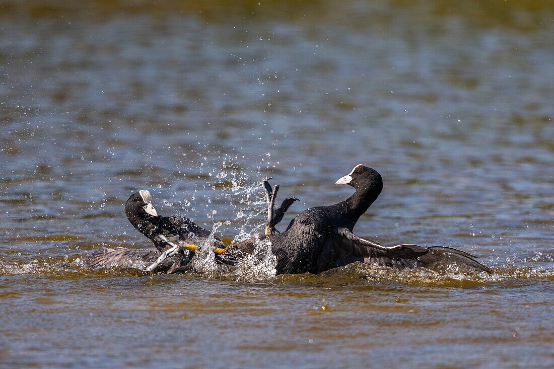 France,Somme,Bay of Somme,Natural Reserve of the Bay of Somme,Saint-Quentin-en-Tourmont,Ornithological Park of Marquenterre,Fight between Coot (Fulica atra - Eurasian Coot): when the coots are settling for breeding in the spring,conflicts are numerous for the defense of the territory with individuals who have not found a companion