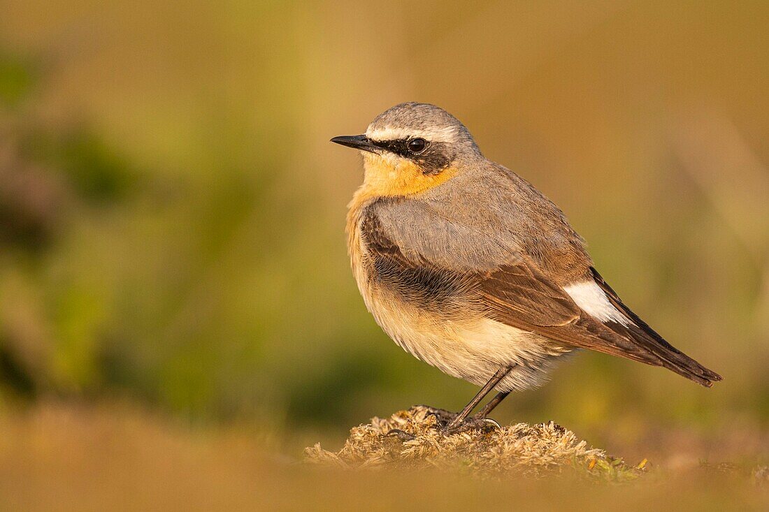 France,Somme,Baie de Somme,The Hâble d'Ault,Cayeux sur Mer,Wheatear (Oenanthe oenanthe Northern Wheatear)