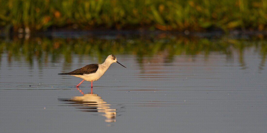 France,Somme,Baie de Somme,Natural Reserve of the Baie de Somme,Le Crotoy,White Stilt (Himantopus himantopus Black winged Stilt)