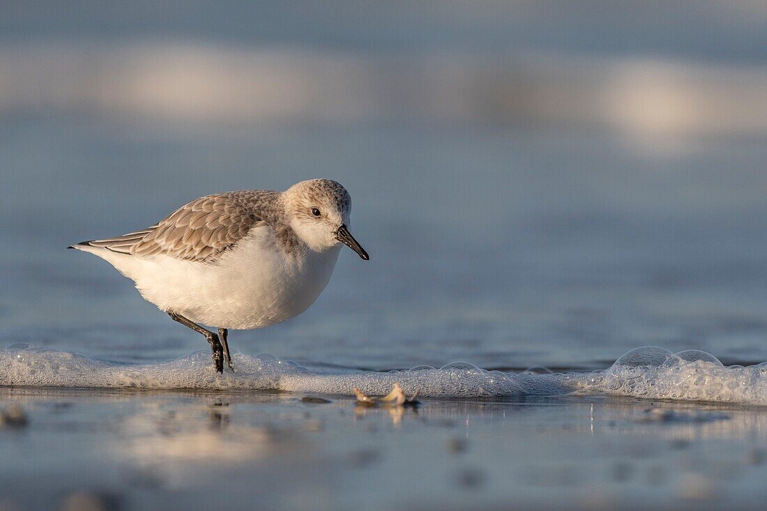 France,Somme,Baie de Somme,Picardy Coast,Quend-Plage,Sanderling (Calidris alba) on the beach,at high tide,sandpipers come to feed in the sea leash
