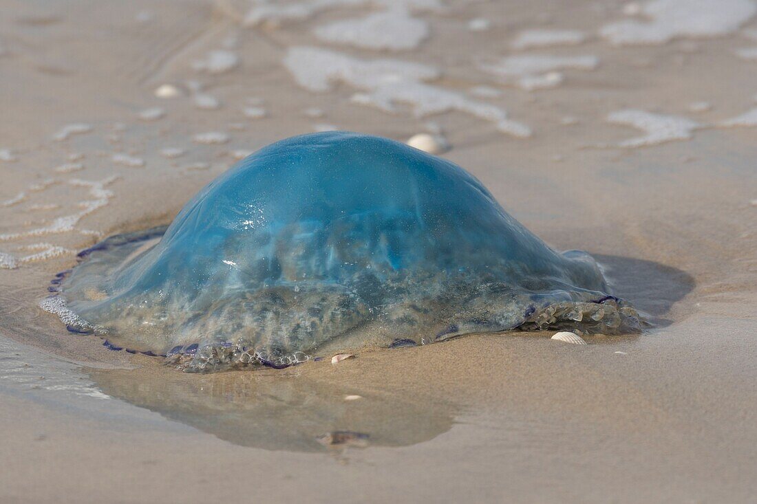France,Pas de Calais,Berck sur Mer,Jellyfish stranded on the beach (Rhizostoma pulmo)