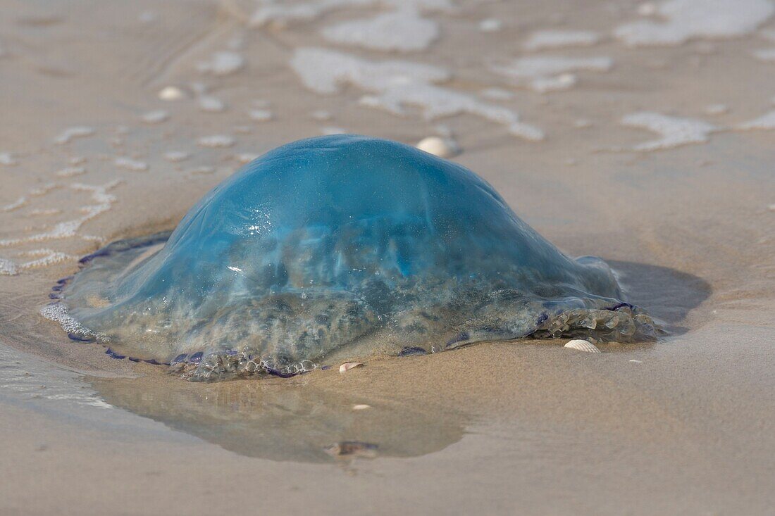 Frankreich,Pas de Calais,Berck sur Mer,Am Strand gestrandete Qualle (Rhizostoma pulmo)