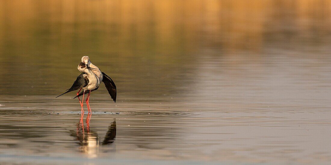 Frankreich,Somme,Baie de Somme,Naturreservat der Baie de Somme,Le Crotoy,Stelzenläufer (Himantopus himantopus Schwarzflügelstelzen) bei der Paarung