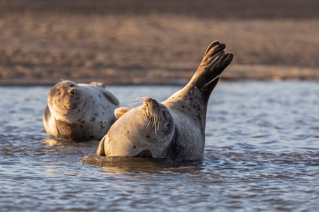 Frankreich,Pas de Calais,Cote d'Opale,Authie Bay,Berck sur mer,Seehund (Phoca vitulina) bei Ebbe auf Sandbänken ruhend