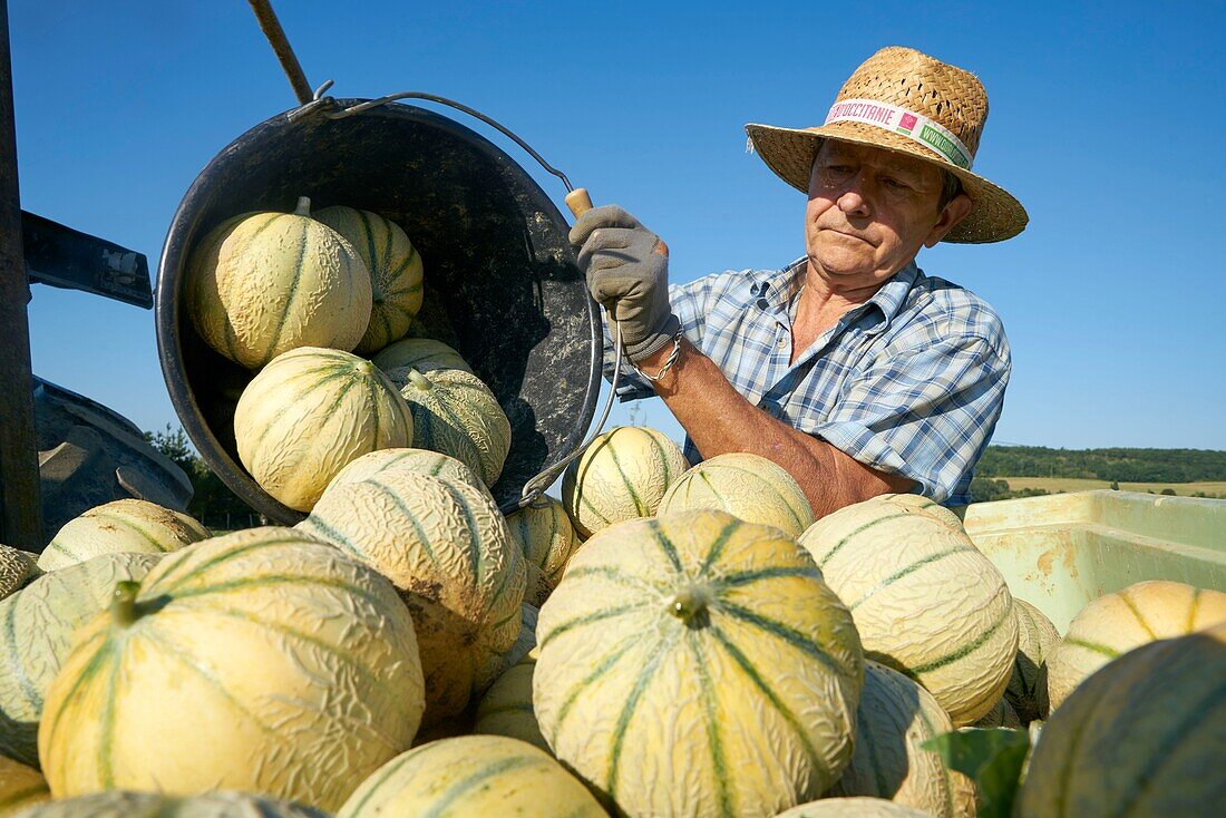 Frankreich,Lot,Montlauzun,Ortschaft Les Bertioles,Bernard Borredon,Präsident der Melon du Quercy und Erzeuger,Ernte der Quercy-Melone