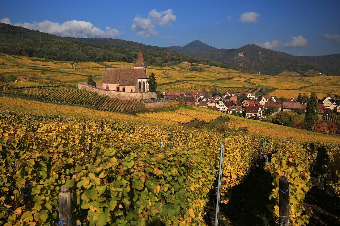 Frankreich,Haut Rhin,Route des Vins d'Alsace,Das Dorf Hunawihr und seine befestigte Kirche Saint Jacques le Majeur aus dem 14. Jahrhundert, umgeben von Weinbergen, wird zu den schönsten Dörfern Frankreichs gezählt