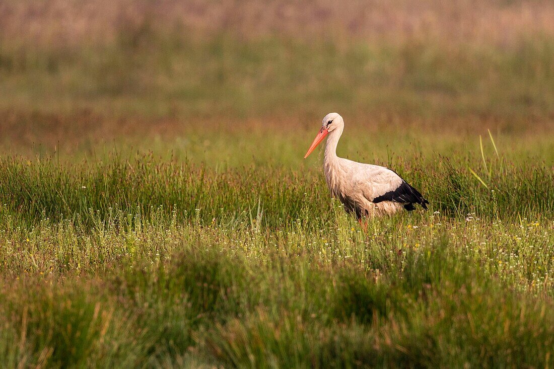 Frankreich,Somme,Somme Bay,Crotoy Marsh,Weißstorch (Ciconia ciconia) auf der Suche nach Nahrung