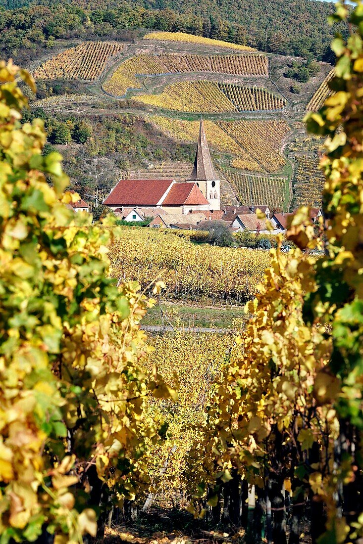 France,Haut Rhin,Niedermorschwihr,vineyards in autumn.