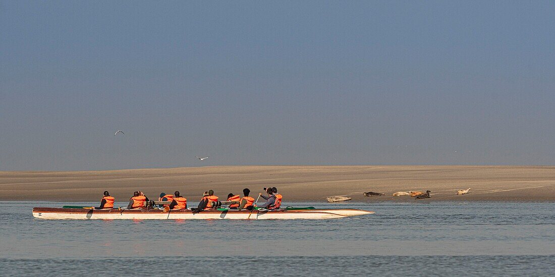 Frankreich,Somme,Baie de Somme,Le Hourdel,Indonesische Kanus und Kajaks bei Flut,die Boote kommen, um die Strömung und die Gezeiten am Eingang der Bucht abzuwarten und dann mit Hilfe der starken Strömung hinaufzufahren,manchmal in Begleitung von Robben,manche lassen ihr Boot auf den Sandbänken liegen, um die von der Flut vertriebenen Vögel zu beobachten