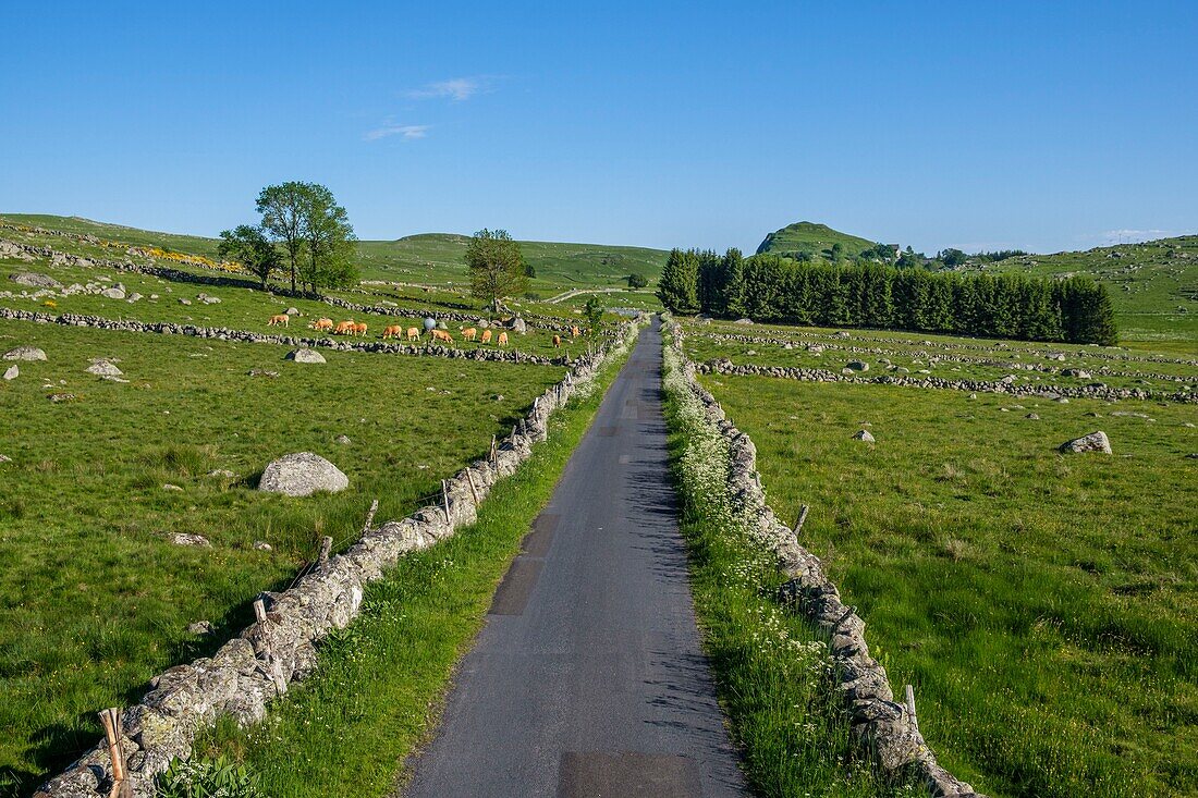 France,Lozere,Aubrac Regional Nature Park,route of Santiago de Compostela on the Aubrac plateau listed as World Heritage by UNESCO,landscape near Marchastel