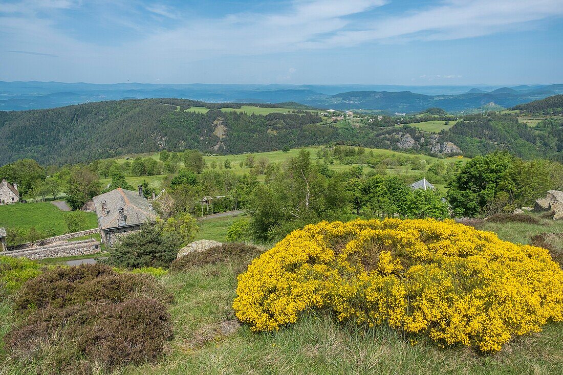 France,Haute Loire,Parc naturel regional des Monts d'Ardeche (Regional natural reserve of the Mounts of Ardeche)