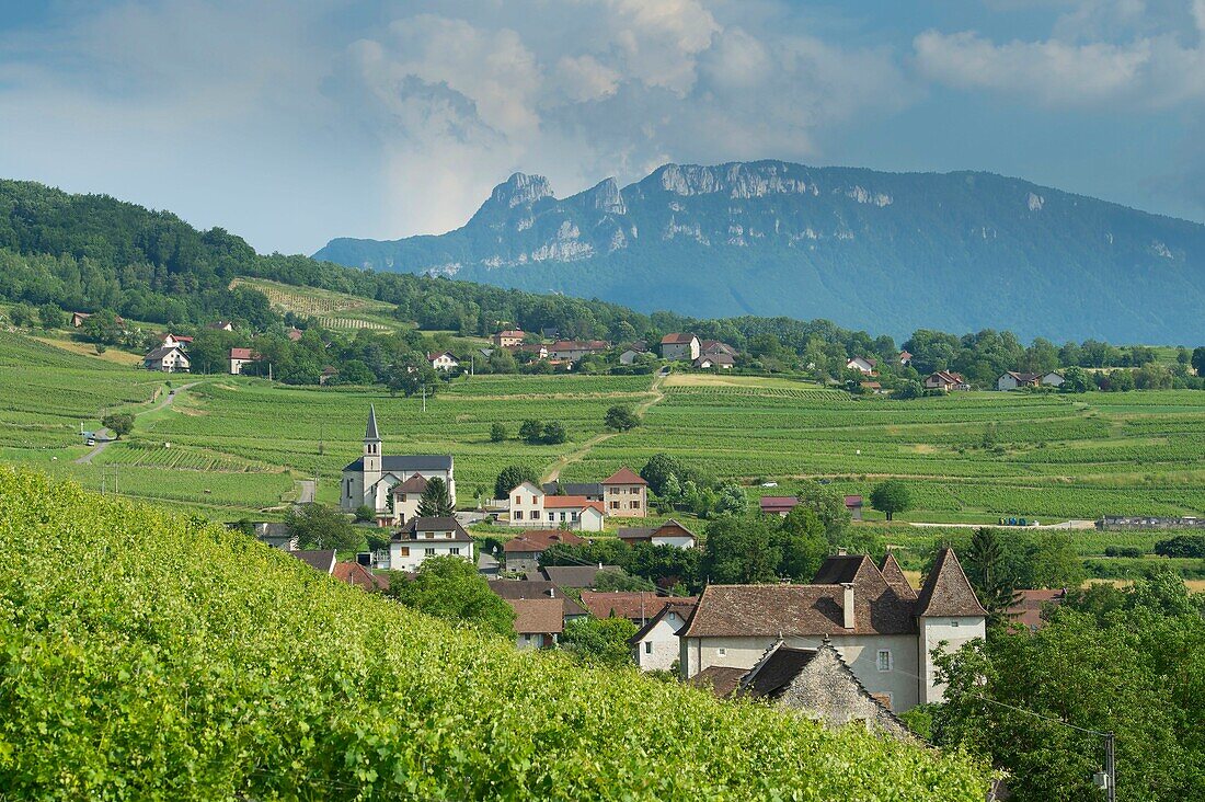 Frankreich,Savoie,vor dem savoyardischen Land,die Weinberge und das Dorf Jongieux und der Zahn der Katze