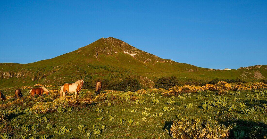 France,Cantal,Regional Natural Park of the Auvergne Volcanoes,monts du Cantal,Cantal mounts,vallee de l'Impradine (Impradine valley),puy Mary and horses