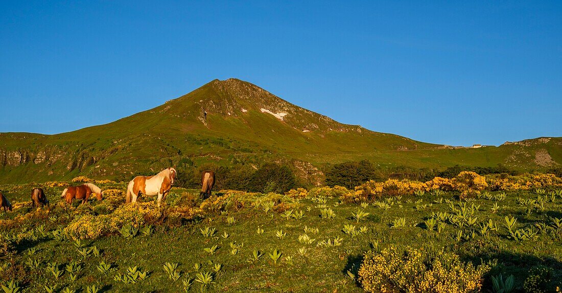 Frankreich,Cantal,Regionaler Naturpark der Vulkane der Auvergne,monts du Cantal,Cantal-Berge,vallee de l'Impradine (Impradine-Tal),puy Mary und Pferde