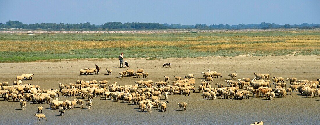 France,Somme,Baie de Somme,Saint Valery sur Somme,mouth of the Somme Bay at low tide,shepherd and sheep salt meadows (Ovis aries)