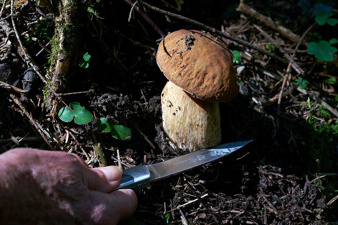 France,Haute Garonne,Cazarilh Laspenes,Pyrenees Centrales,Mushrooms,Ceps