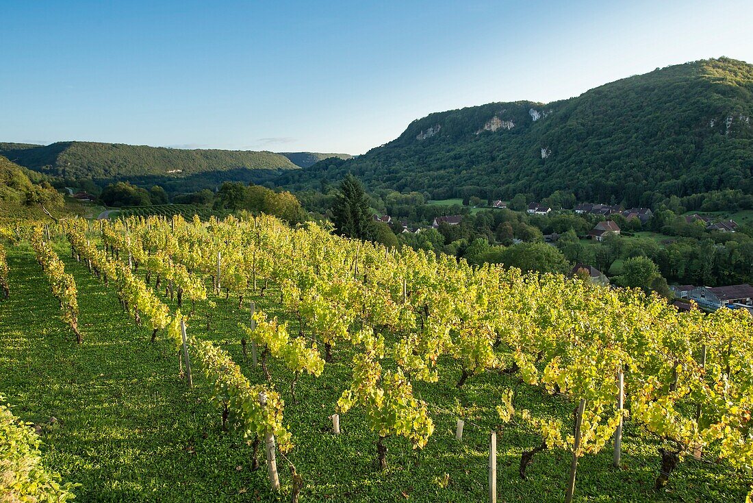 France,Jura,Chateau Chalon,vineyards on hillsides West