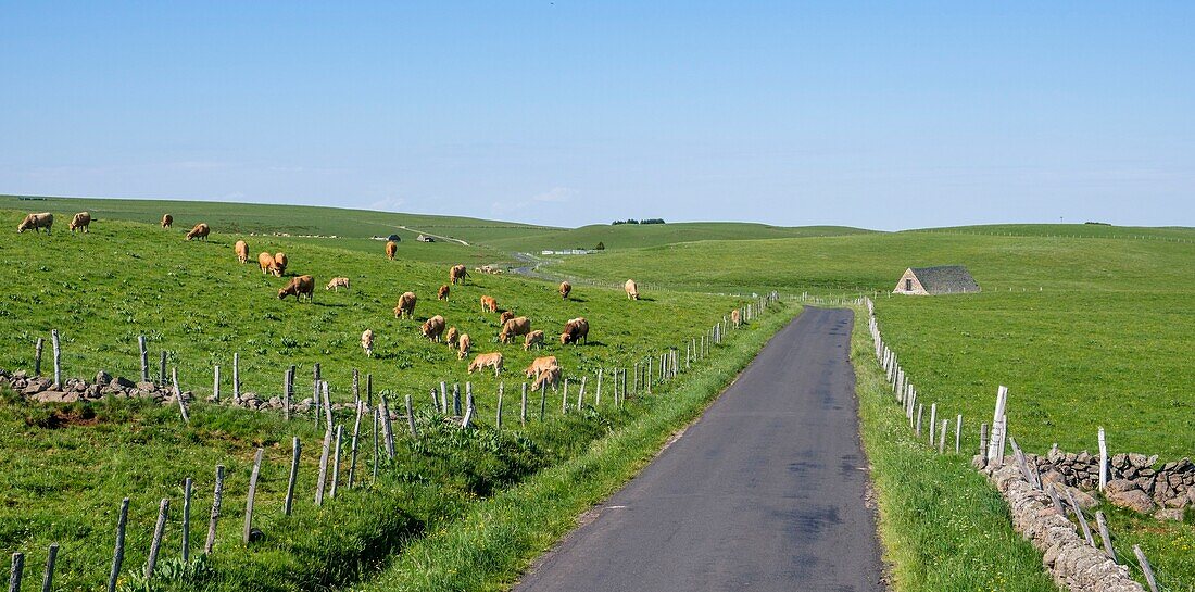 France,Aveyron,Aubrac Regional Nature Park near Laguiole