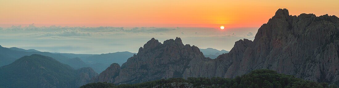 Frankreich,Corse du Sud,Quenza,Nadeln von Bavella vom Col de Bavella,Laricio de Corsica-Kiefer (Pinus nigra corsicana)