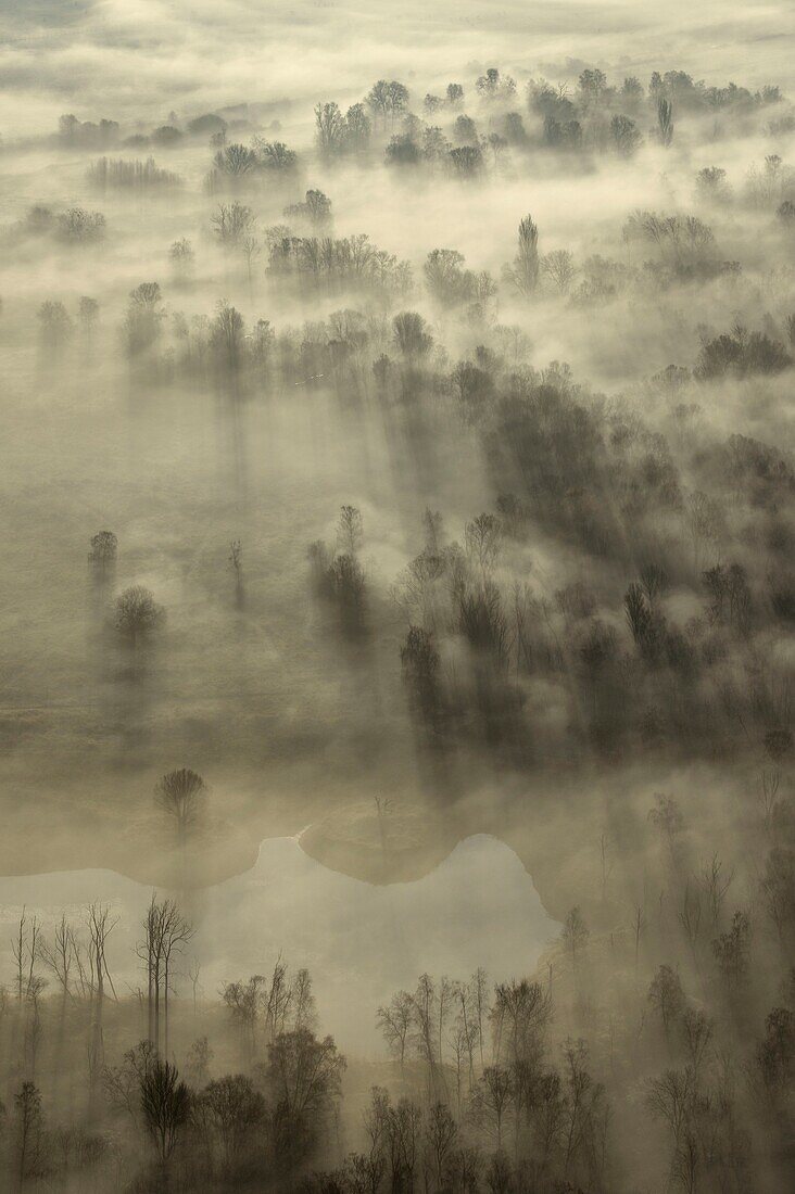 France,Calvados,La Rivière Saint Sauveur,the countryside at the foot of the Pont de Normandie (Normandy Bridge) at dawn