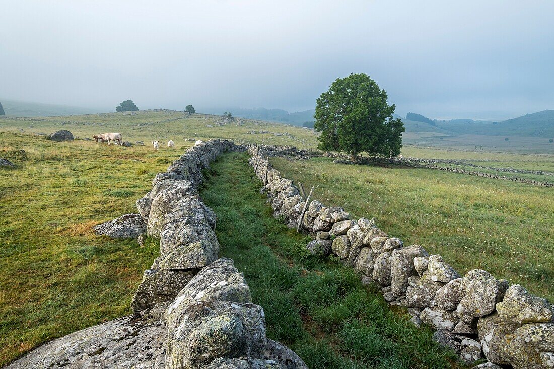 Frankreich,Lozere,Regionaler Naturpark Aubrac,Marchastel,Nasenbären