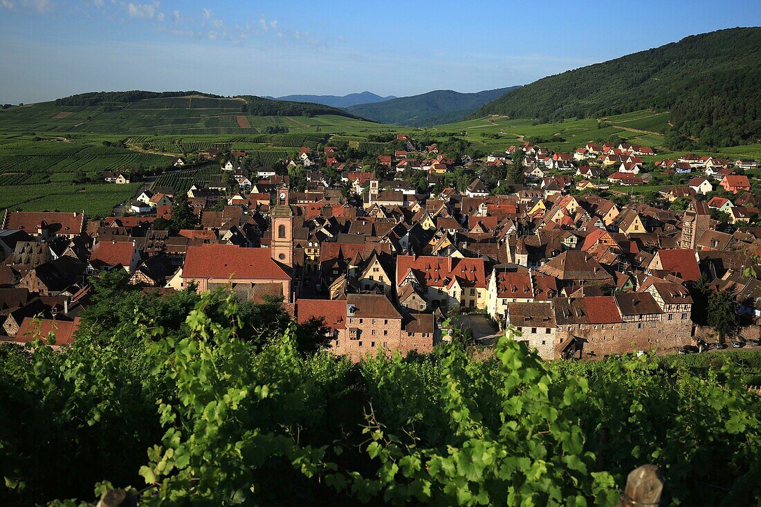 Frankreich,Haut Rhin,Route des Vins d'Alsace,Riquewihr Dorf,Es wird als eines der schönsten Dörfer Frankreichs bezeichnet