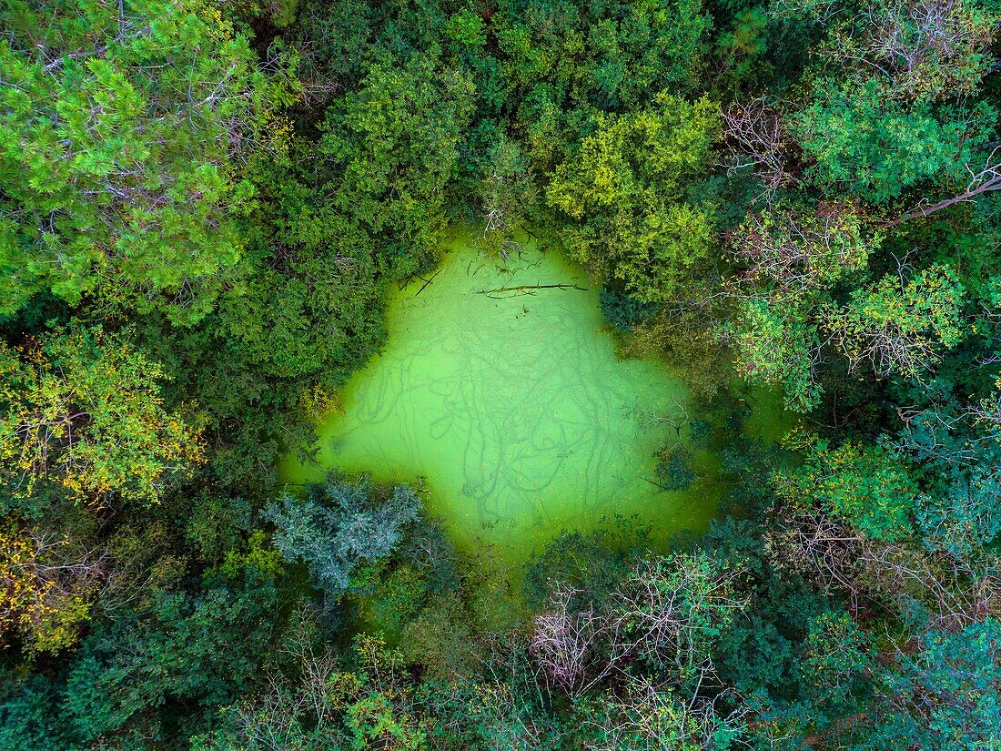 Frankreich,Landes,Arjuzanx,das auf dem Gelände eines ehemaligen Braunkohleabbaus entstandene Naturschutzgebiet von Arjuzanx beherbergt jedes Jahr Zehntausende von Kranichen (Grus grus) während der Überwinterungszeit (Luftaufnahme)